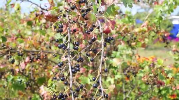 Ribes Nero Maturo Cespuglio Giardino Durante Giorno Estivo — Video Stock