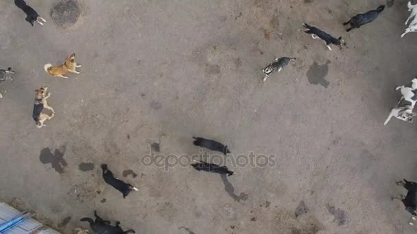 Verscheidene Verdwaalde Honden Lopen Het Asiel Herfstdag Luchtfoto — Stockvideo