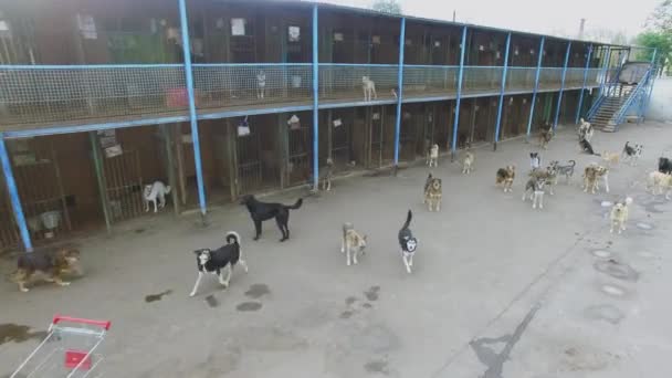 Asilo Animales Con Muchos Perros Callejeros Día Otoño Vista Aérea — Vídeo de stock