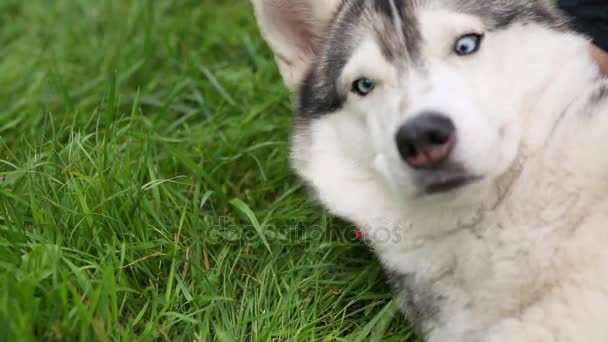 Huskies Gesicht Auf Gras Liegend Das Frauenhand Streichelt — Stockvideo