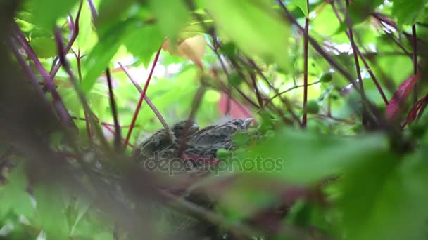 Zwei Küken Sitzen Nest Zwischen Blättern Und Erwarten Mutter Sommer — Stockvideo