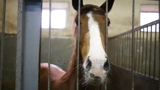 Nahaufnahme Von Pferdekopf Und Boxen Mit Gittern Pferdehof — Stockvideo