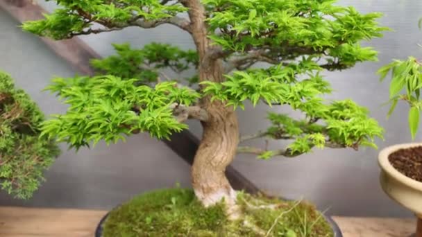 Árvore Bordo Bonsai Com Tronco Grosso Folhagem Verde Brilhante Vaso — Vídeo de Stock