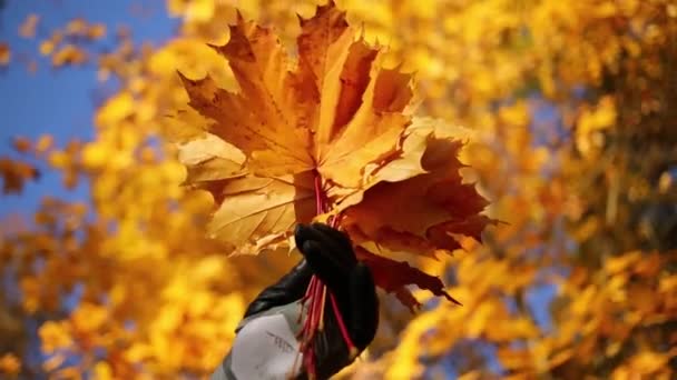 Female Hand Glove Holding Bundle Maple Leaves Removes Background Tree — Stock Video