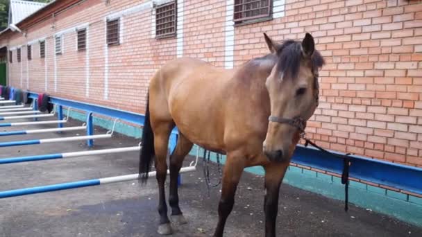 Caballo Marrón Está Atado Cerca Establos Ladrillo Aire Libre — Vídeo de stock