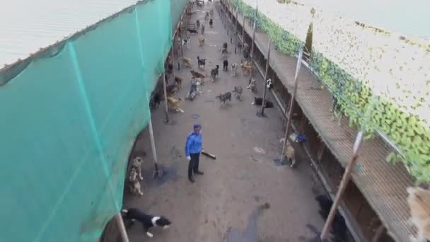 Moscou Oct 2015 Homme Travaille Dans Refuge Pour Chiens Jour — Video