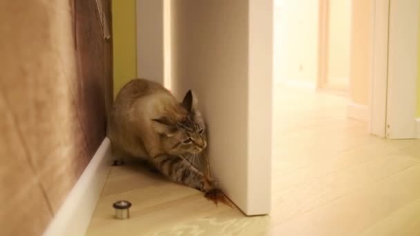 猫がドアのところに座っているし 羽で作られたおもちゃで遊ぶ — ストック動画