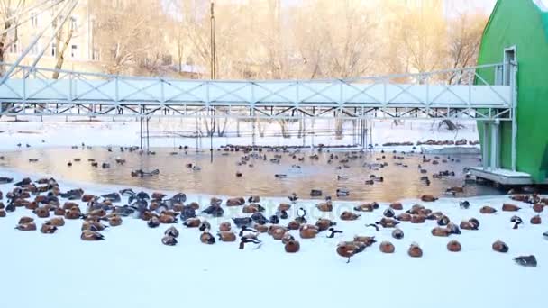 Birçok Ördek Diğer Kuşlar Hayvanat Bahçesinde Soğuk Kış Günü Gölette — Stok video