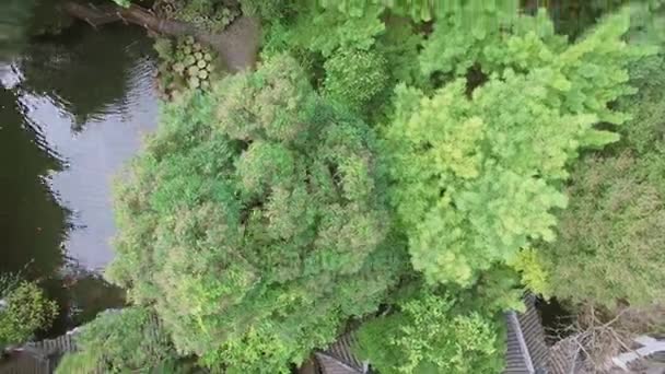 Shanghai Nov 2015 Étang Parmi Les Plantes Dans Jardin Yuyuan — Video