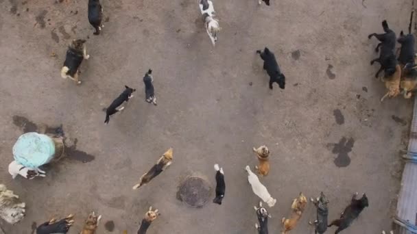 动物收容所与许多流浪狗在秋天天 鸟瞰图 — 图库视频影像