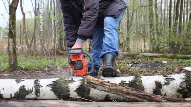 男人锯在地上的厚桦木树干 — 图库视频影像