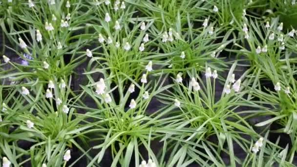 Flores Brancas Azuis Com Folhas Verdes Estreitas Longas — Vídeo de Stock