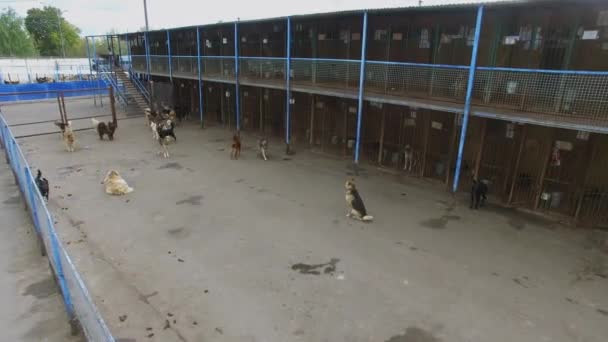 Refugio Animales Con Muchos Perros Callejeros Día Otoño Vista Aérea — Vídeos de Stock