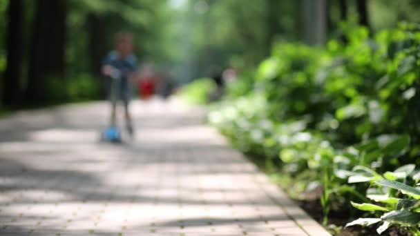 Petit Garçon Short Promenades Scooter Dans Parc Vert Été — Video