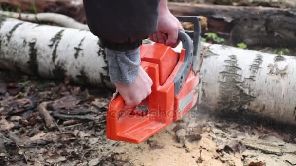 Moscow Russia May 2015 Man Sawing Tree Forest Using Chainsaws — Stock Video