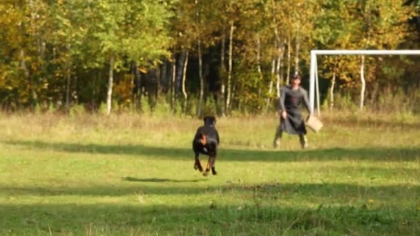 Dobermann Attackiert Handschutz Von Hundetrainerin Herbst — Stockvideo