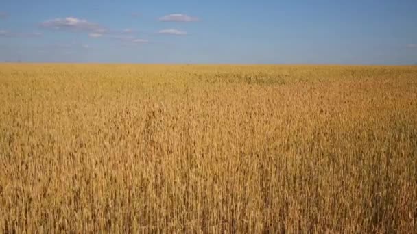 Красиве Жовте Пшеничне Поле Вітрі Літній День — стокове відео