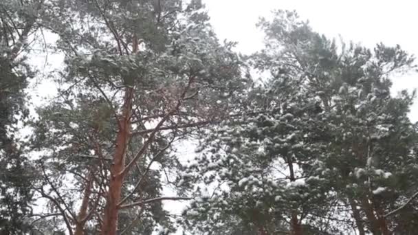 Crowns Trees Covered Snow Winter Pine Forest — Stock Video