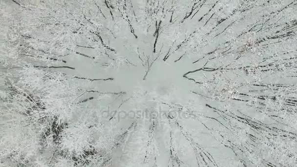 Schneebedeckter Park Auf Der Elchinsel Wintertag Luftbild — Stockvideo