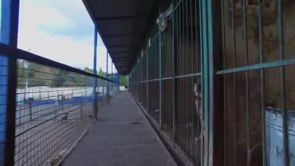Hond Schuilplaats Met Rijen Van Wijken Herfstdag Luchtfoto — Stockvideo