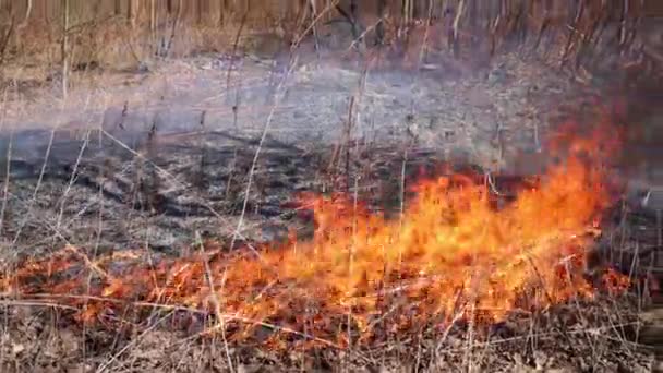 Brûler l'herbe sèche dans la forêt vide le jour ensoleillé du printemps 