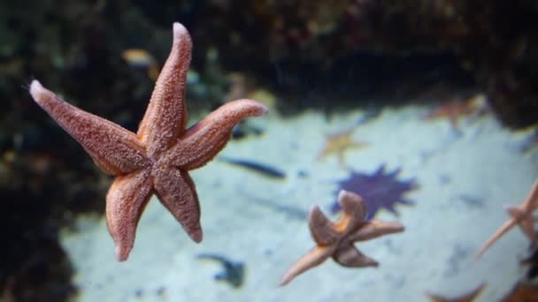 Close-up starfish clinging to glass wall of aquarium
