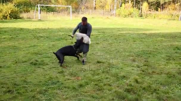 Doberman Bijt Hand Bescherming Voor Trainer Van Hond Buiten Weide — Stockvideo