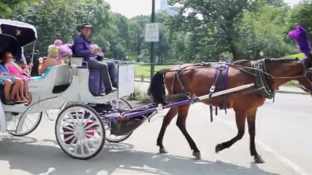 Nyc Usa Aug 2014 People Ride Horse Carriage Central Park — Stock Video