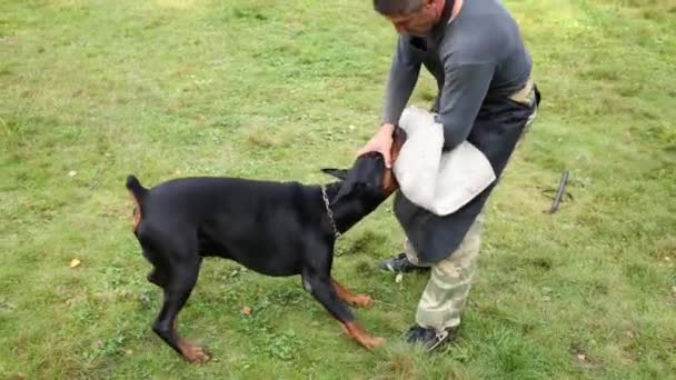 Doberman Walczy Pies Trener Ochrona Rąk Dzień Słoneczny Upadek — Wideo stockowe