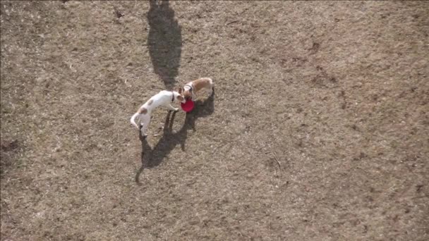 Draufsicht Auf Zwei Fröhlich Spielende Junge Hunde Bei Sonnigem Tag — Stockvideo
