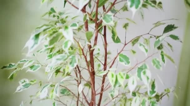 Beautiful Small Tree Pot Light Room White Walls — Stock Video