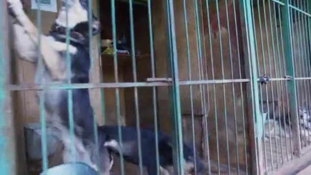 Dois Cães Vadios Ladram Enfermaria Com Treliça Asilo — Vídeo de Stock