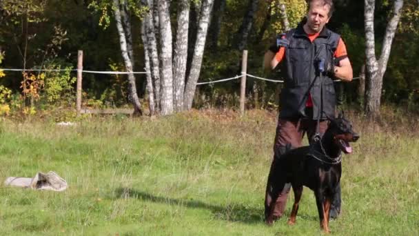 Uomo Addestratore Cani Con Doberman Pinscher Prato Giorno Estate — Video Stock