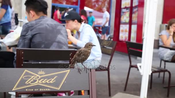 Moscow Russia July 2015 Thrush Sitting Chair Inscription Bud King — Stock Video