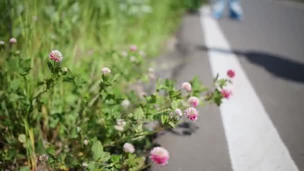 クローバーの花ハイブリッド マーキングと後ろにローラーのアスファルト道路の下をクローズ アップ — ストック動画