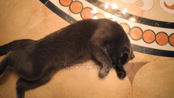Mooie Zachte Zwarte Kat Liggend Betegelde Vloer Luxuriates — Stockvideo