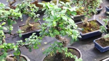 Birçok bonsai ağaçlar tencere sera, rafta.