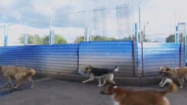 Moskova - 06 Ekim 2015: kapısı hastanesinde sonbahar gün çalıştırmak birçok sokak köpeği. Havadan görünümü