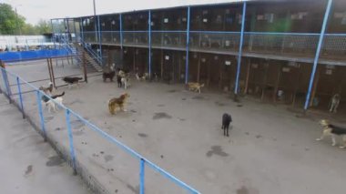 Köpekler başıboş sürü sonbahar gün içinde sığınak çalıştırın. Havadan görünümü