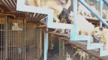 Sonbahar günü barınağında kafeslerde merdiven tarafından sokak köpeklerini yürüme mesafesinde çok. Havadan görünümü