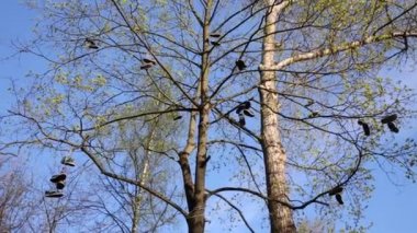 Birçok ayakkabı çiftler halinde büyük bir ağaç ormandaki asmak ilgili.