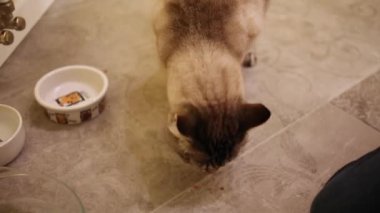 Yanındaki kase kiremit katta yiyecek parçalarını yiyen kedi.