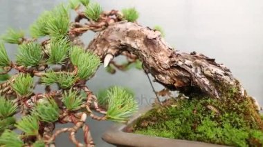 Bonsai ağacı sera, tencerede bükülmüş gövde ile çam.