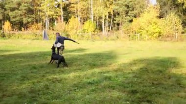 Doberman çalışan köpek eğitmeni yakalar ve ona el koruması ısırıkları