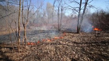 Ormandaki ağaçlar arasında kuru ot bahar gününde yanan
