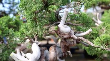 Bonsai Mazı (bitki) ağacı sera, tencerede eğri gövde ile.