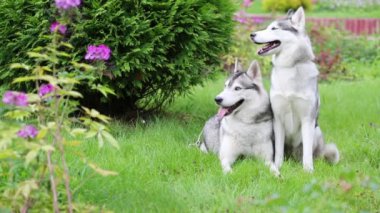 İki güzel Husky köpek sonraki park ' Bush'a çimen..