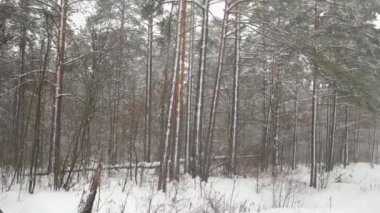 Kış karlı çam ormanı, ağaçlar gökyüzü karşı kron.