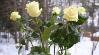 Pencere, snowdrifts ve ağaçlar pencere dışında beyaz güller yanıyor