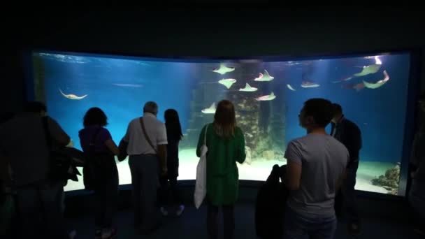 Moscou Sep 2015 Les Gens Recherchent Des Raies Dans Aquarium — Video